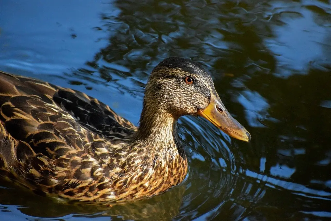 Tips for Furen Krydsord