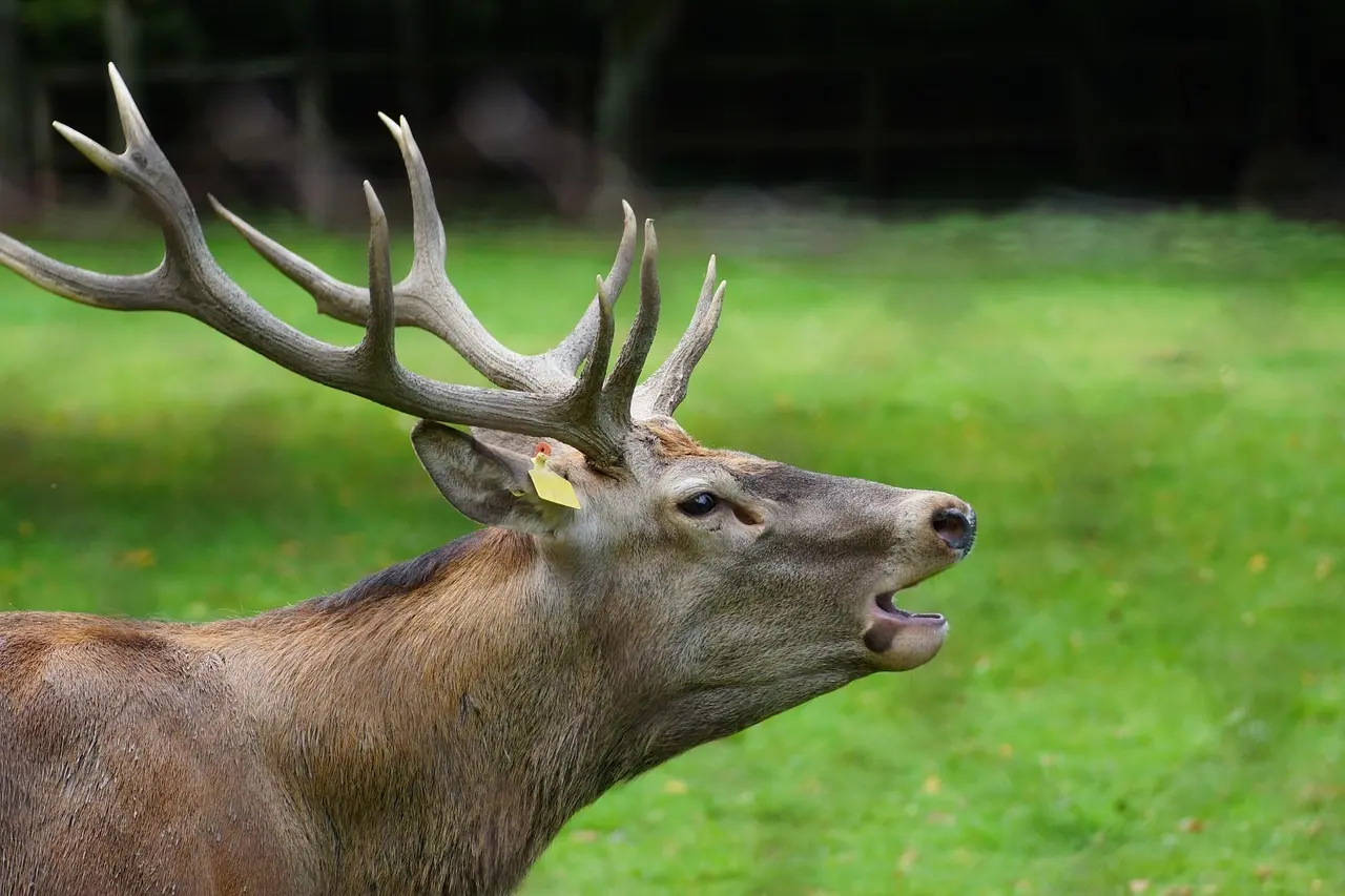 Medvirkende i Hart Of Dixie