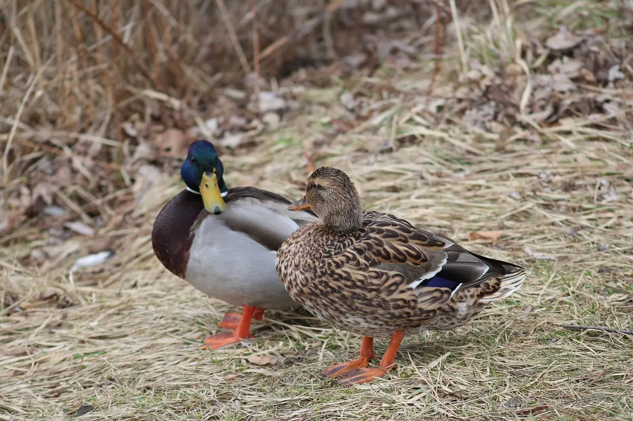 Svar til Rumvæsen i krydsord