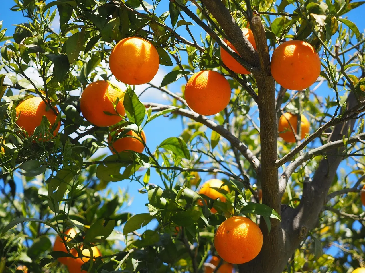 Hvordan er vejret i Mallorca i uge 7?