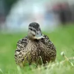 Primera RFEF Gruppe 1 – Runde 11: Vild vending i Vigo, klar udesejr i Cáceres og målfattige topopgør