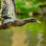 Spansk Fugl i Krydsord Svar