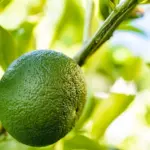 Hvordan er vejret i Spanien i juli?