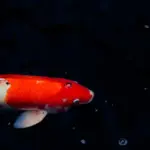 Løsninger til Uldstof krydsord