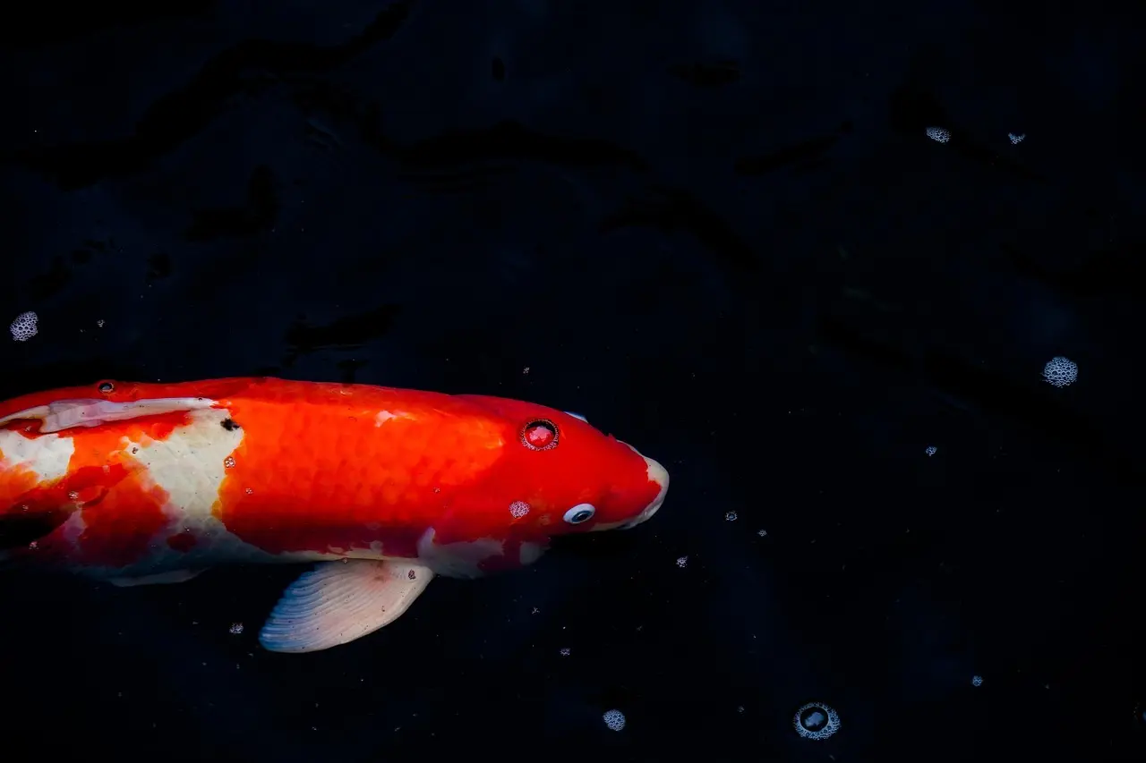 Krydsord Karpefisk Svar