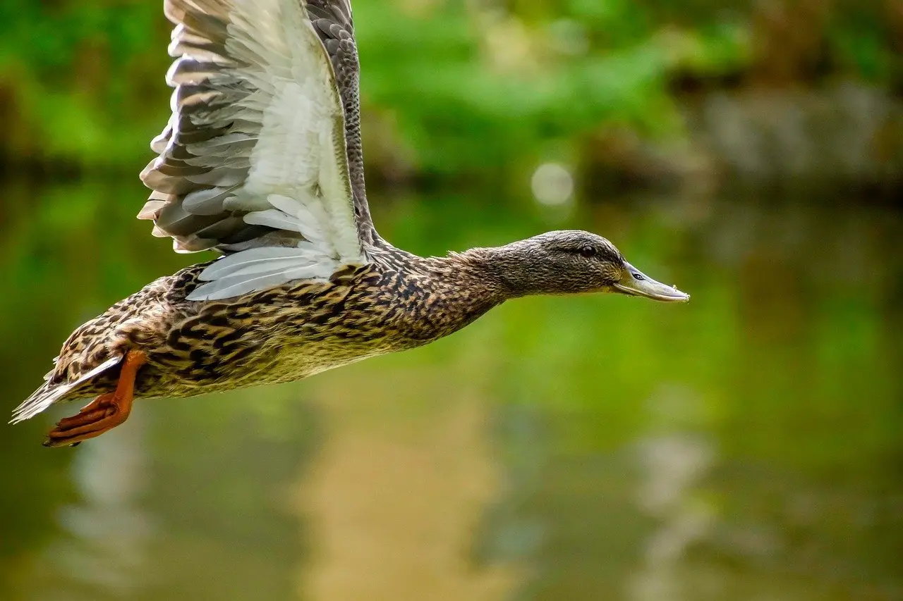 Løsninger til Spansk Digter i krydsord