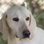 Svar til Madding krydsord