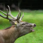 Optog Krydsord synonymer