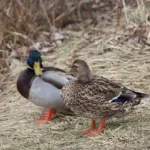 Telefonnummer 53 57 04 79: Sikker at besvare?