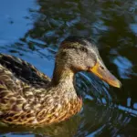 Løsningsliste for Hvis Krydsord